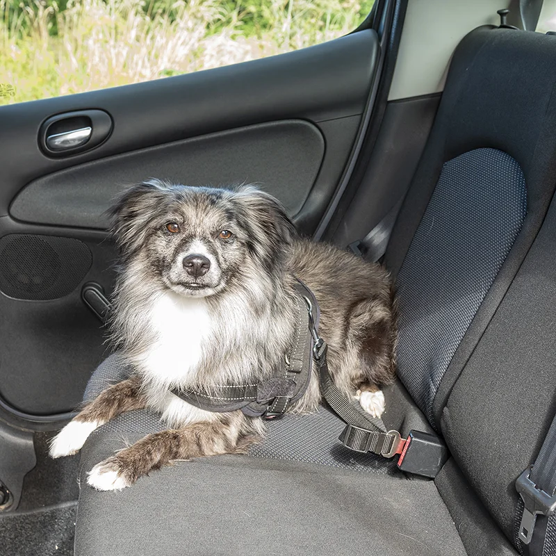 Dog leash for seatbelt 6 Dog leash for seatbelt - Image 4